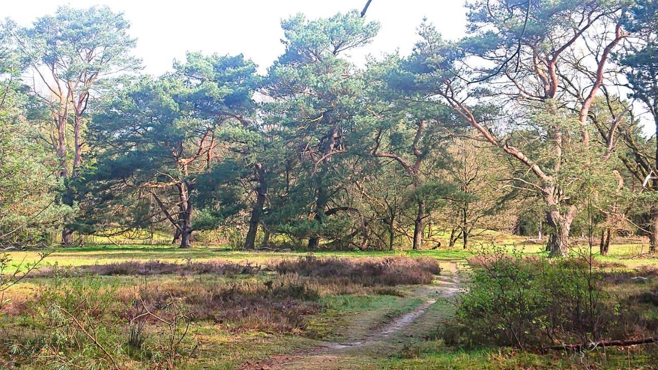 *Butterfly* Heerlijke Chalet Met Omheinde Tuin In Bosrijke Omgeving. Anloo Exterior foto